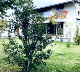 DAIKOKU basic